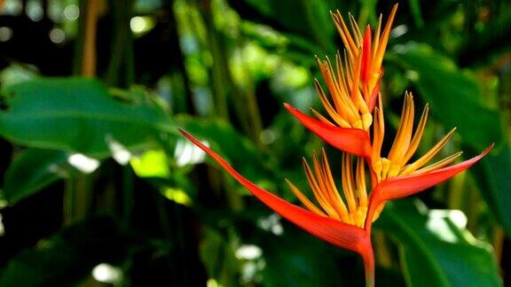 向日葵花束在热带雨林花园里绽放