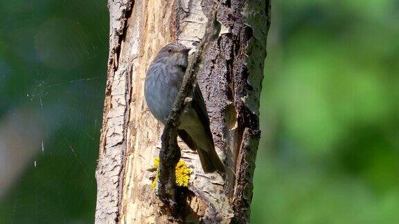 鸟斑Flycatcher(Muscicapastriata)栖息在一棵白杨树枝上森林里一个阳光明媚的夏日早晨