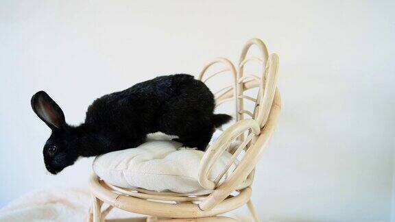 室内视频的宠物兔兔在一个小柳条椅子上
