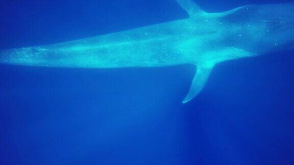 蓝鲸