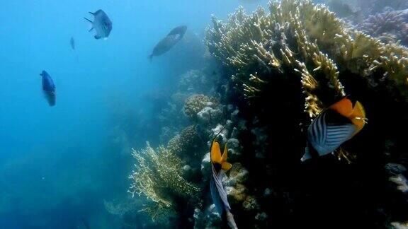 埃及马萨阿拉姆红海的珊瑚花园和鱼