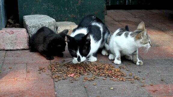 街头巷尾的猫吃猫食
