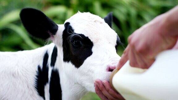 农夫用奶瓶喂小牛让它长得又健壮又健康对小牛和素食主义的热爱