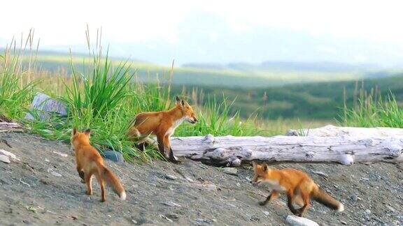 阿拉斯加麦克尼尔河狐狸一家一边玩耍一边猎啮齿动物