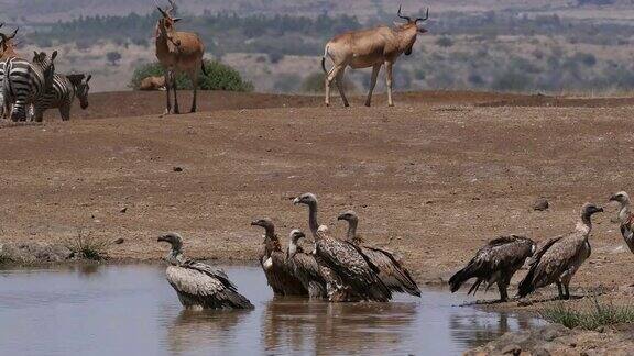 羚羊白颈羚水坑旁的兽群非洲白背秃鹫非洲吉普斯肯尼亚内罗毕公园实时4K