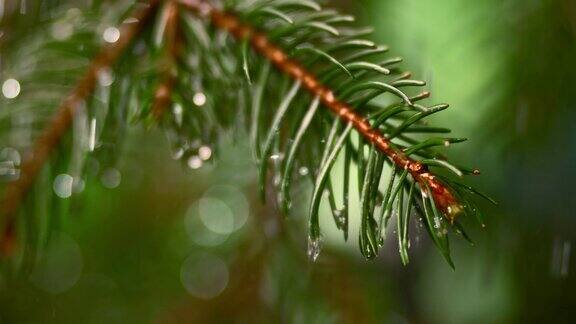 雨点落在冷杉树叶上