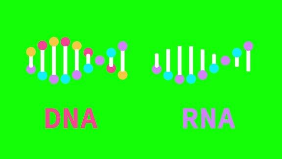 RNA和DNA链分子三维模型动画分离在绿色屏幕上色度键