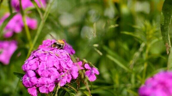 大黄蜂在粉红色的花朵上采集花蜜