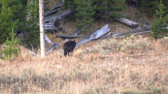 在黄石公园的海登山谷一只孤独的黑狼开始奔跑