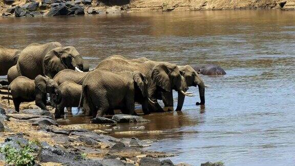 放大拍摄大象在马拉河饮水的画面