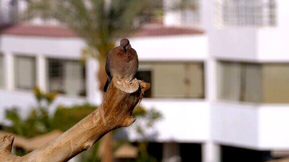一只埃及灰鸽子坐在酒店背景的树枝上