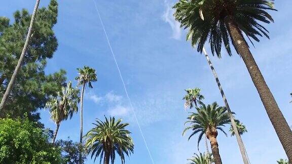 洛杉矶街道上的棕榈树