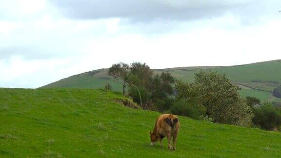 苏格兰山间绿色田野里的奶牛