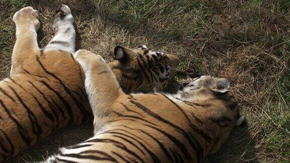 小老虎依偎在草地上睡觉可爱和有趣的动物