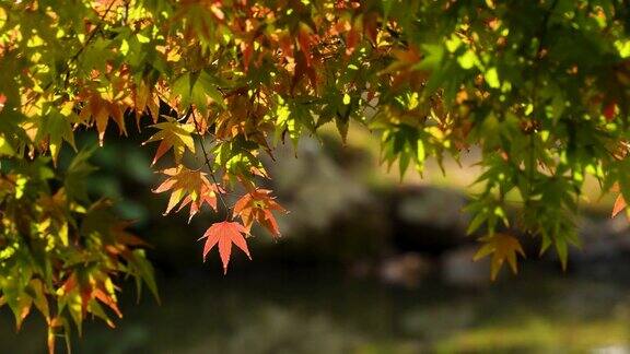 4K视频水面反射的光照亮了秋叶