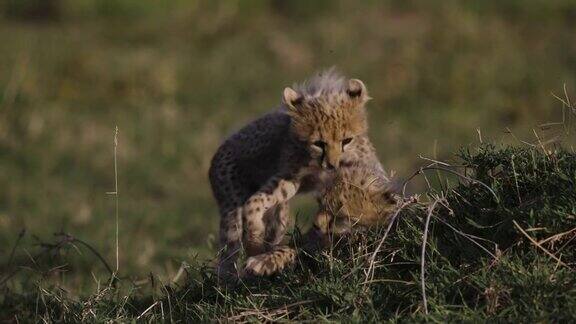 在非洲大草原上可爱的猎豹幼崽在白蚁丘上玩耍