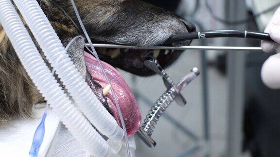 在兽医诊所用柔性胃镜探头对狗进行内窥镜检查一个兽医的手插入一个胃镜探头麻醉狗张开的嘴特写