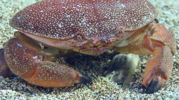Lessepsian地中海蟹或玫瑰色蛋蟹坐在海底特写地中海