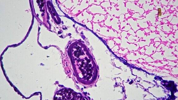 脊髓横切面科学滑片400倍放大明亮视野