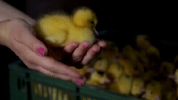 女孩用手捧着可爱的小鸭子把它放进盒子里