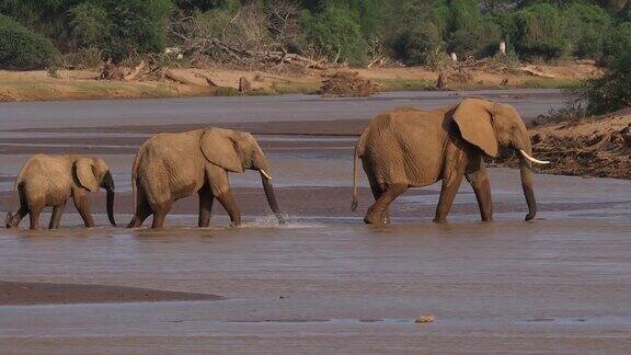 非洲象loxodontaafricana渡河组肯尼亚桑布鲁公园实时4K