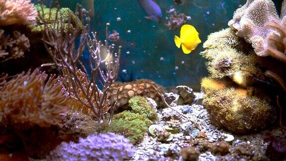 海洋水族馆充满热带鱼和植物