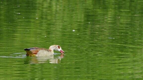 动物鸟鸭子和一个绿色的湖