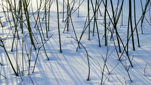 冬天的风景雪地里灌木丛的特写镜头4k