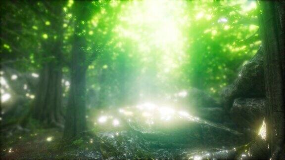 清晨在雾气弥漫的春林中沐浴着阳光