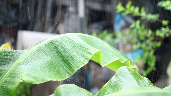 雨点落在绿色的香蕉叶上