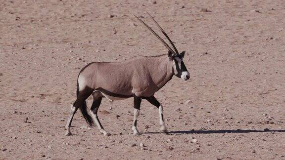 4K大羚羊行走在纳米布沙漠干旱的平原上