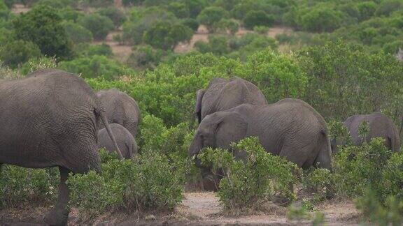 大象和幼仔在灌木丛中