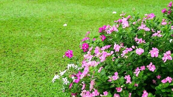 粉红色白色的马达加斯加长春花玫瑰长春花和花园里的绿色草