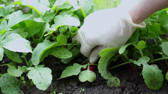 农民戴着防护手套从肮脏的土壤中走出来粉红色的新鲜有机萝卜蔬菜有根有叶