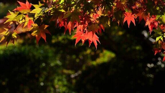水面反射的光照亮了秋天的树叶