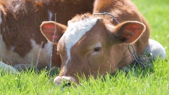 夏天小牛在绿色的草地上休息在农场草地上饲养牛