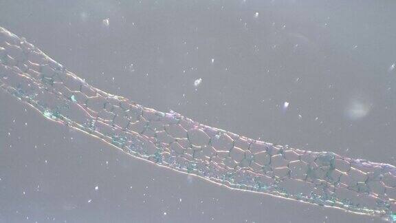 在100x显微镜下用斜光静态拍摄的药心藓叶切片