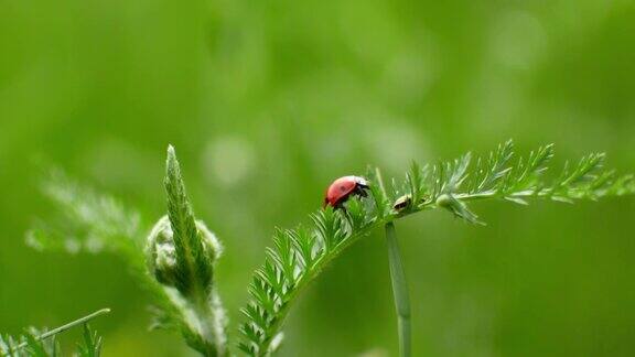 一只瓢虫沿着一片草叶爬到草地上