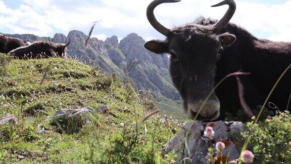 西藏牦牛在山顶草原上吃草