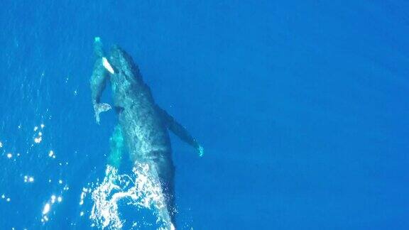 母座头鲸和幼鲸在夏威夷毛伊岛海岸