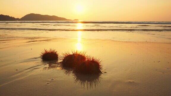 日落时分巴东海滩上的红海海胆