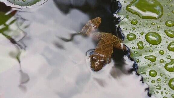 一只青蛙漂浮在池塘里
