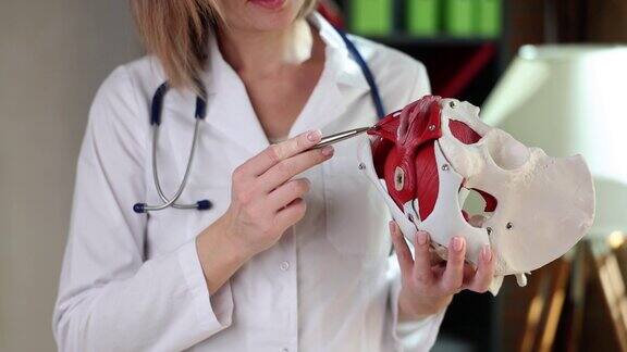 医生用生殖器官模型检查女性骨盆