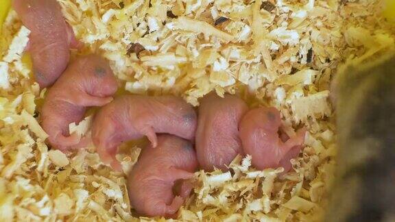 小失明的新生老鼠躺在宠物窝的木屑上