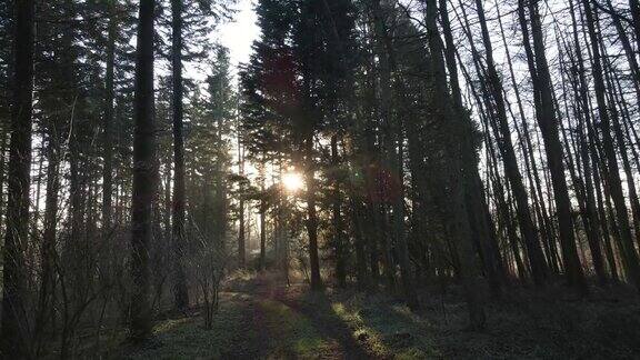 阳光穿过树木无人机穿过林地
