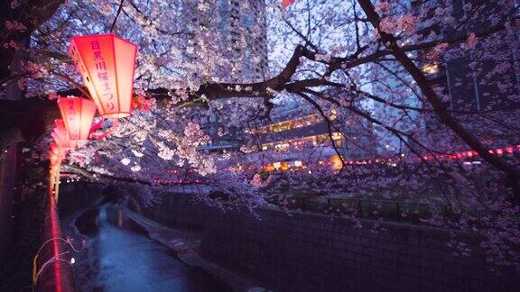 目黑河上的樱花日本东京
