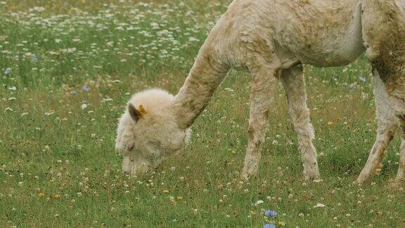 可爱的剪了毛的羊驼在草地上吃草