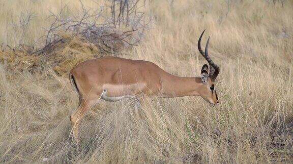 野生的跳羚非洲狩猎非洲大草原野生动物