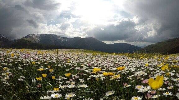 意大利马尔凯蒙蒂斯比里尼公园雏菊百花齐放春天在山上