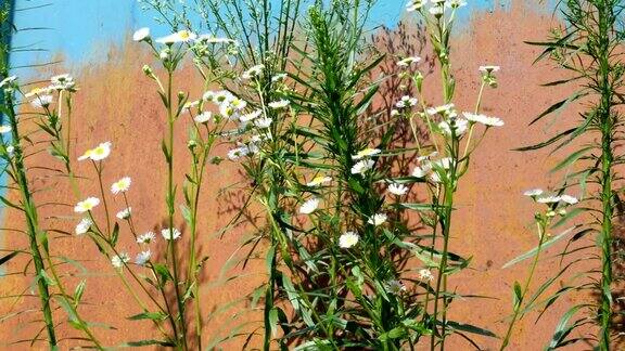 洋甘菊、雏菊和其他野花也在生长